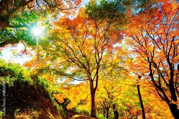 Obraz 用作公園の紅葉