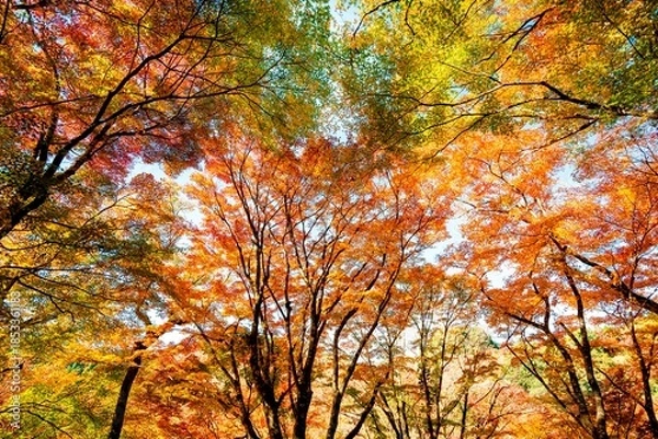 Obraz 用作公園の紅葉