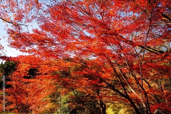 Obraz 用作公園の紅葉