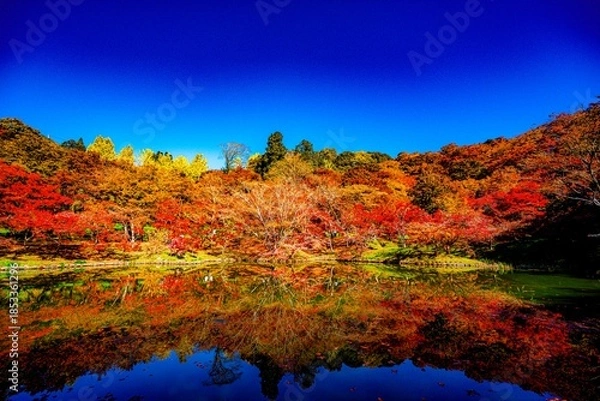 Obraz 用作公園の紅葉