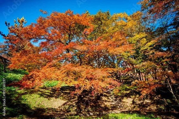 Obraz 用作公園の紅葉