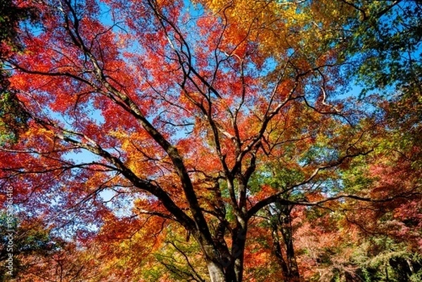 Obraz 用作公園の紅葉