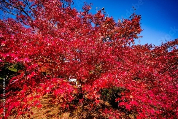 Obraz 用作公園の紅葉