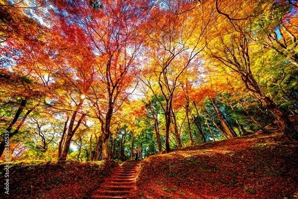 Obraz 用作公園の紅葉