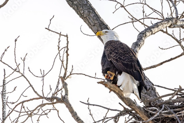 Obraz Eagle in a treeEagle in a tree