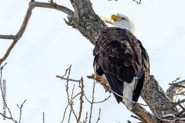 Obraz american bald eagle