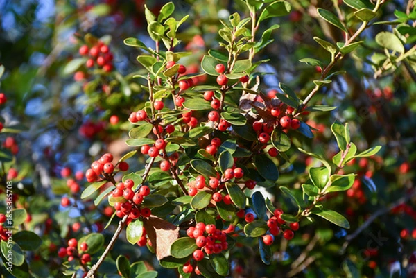 Obraz アマミヒイラギモチ　Okinawan holly