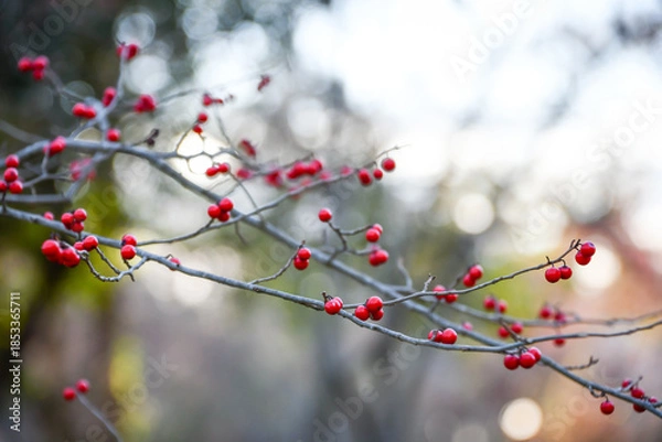 Obraz ウメモドキ　Japanese winterberry