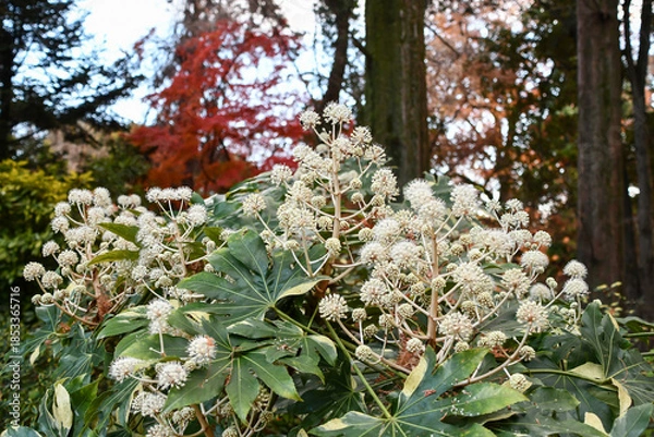 Obraz ヤツデ　Japanese aralia