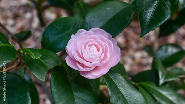 Obraz 椿「淡乙女」　Camellia 'Awaotome'