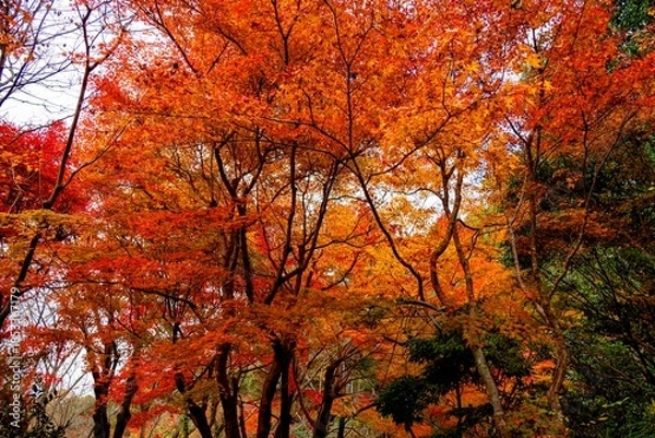 Obraz 神護寺の紅葉