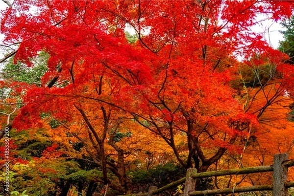 Obraz 神護寺の紅葉