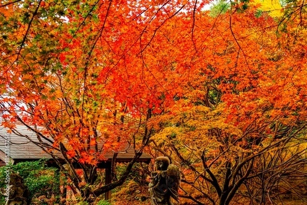 Obraz 神護寺の紅葉