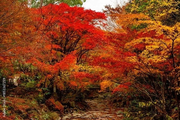 Obraz 神護寺の紅葉