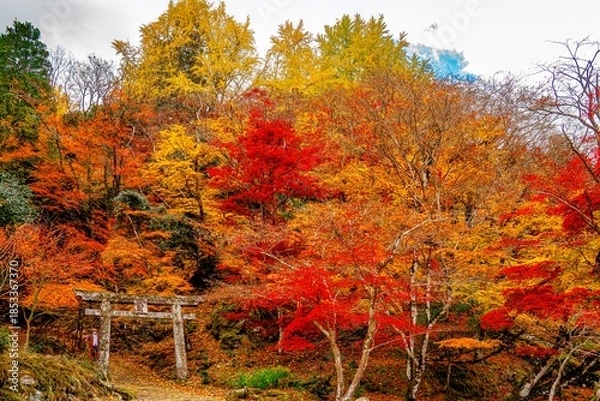 Obraz 御霊もみじ