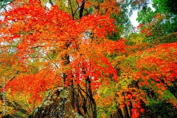 Obraz 御霊もみじ