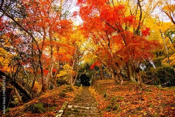 Obraz 御霊もみじ