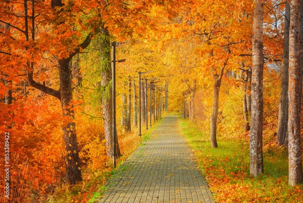 Obraz Trees by the path in the park.