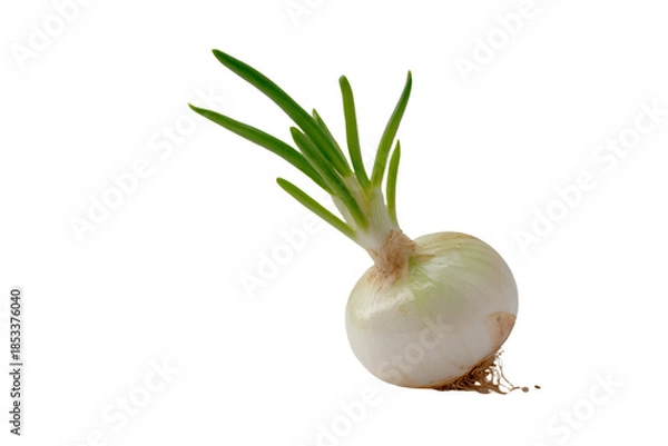 Obraz Sprouting Onion on White Background