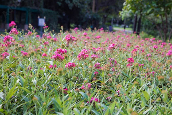 Obraz Pink Panama Rose flowers