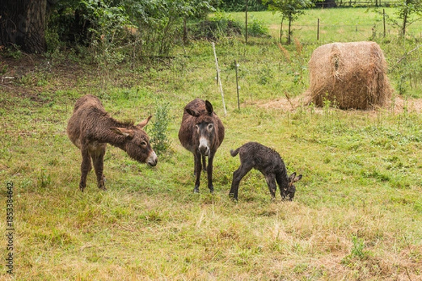 Obraz Esel mit einem Jungtier auf einer Wiese