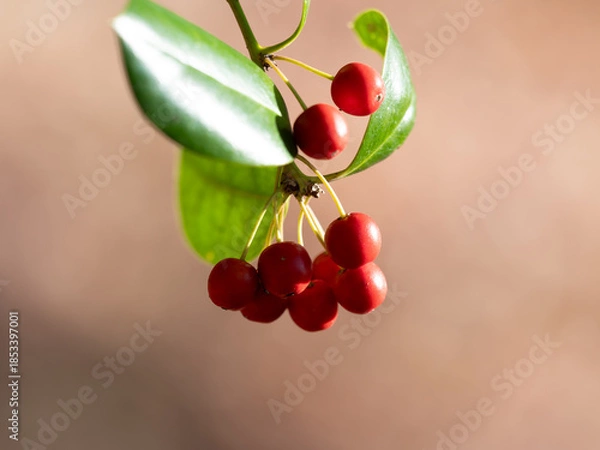 Obraz 赤く熟すヤバネヒイラギモチの実
