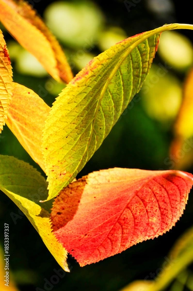 Obraz autumn leaf on a green background