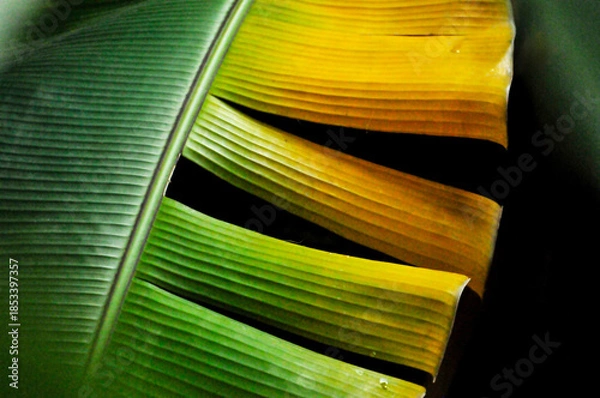 Obraz Banana Tree Leaves 