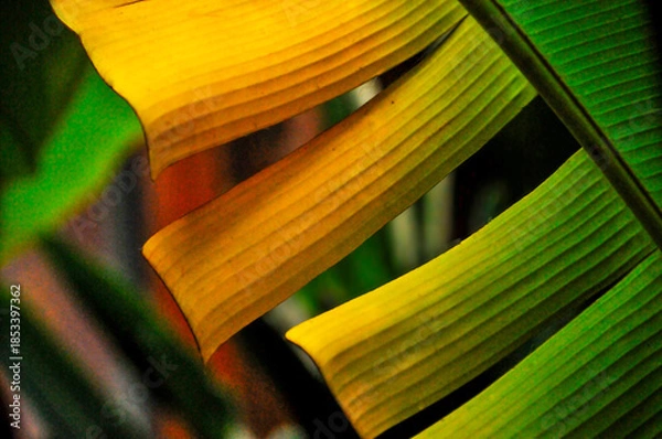 Obraz Banana Tree Leaves 