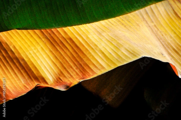 Obraz Banana Tree Leaves 