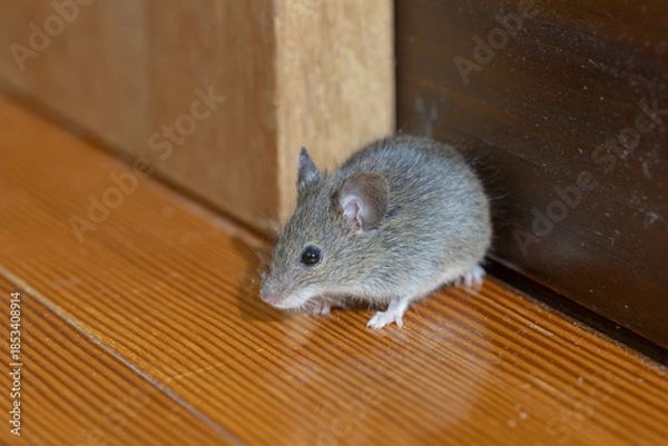 Obraz 家の中のハツカネズミ