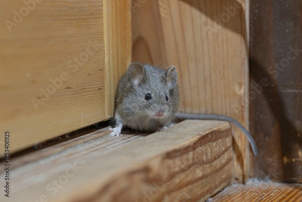 Obraz 家の中のハツカネズミ