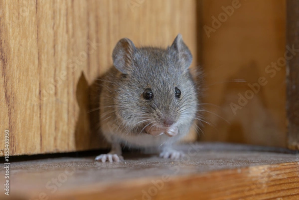 Obraz 家の中のハツカネズミ