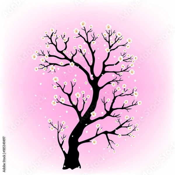 Fototapeta flowering sakura tree