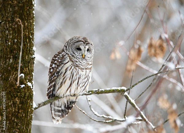 Fototapeta Barred owl