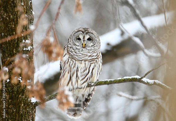 Fototapeta Barred owl