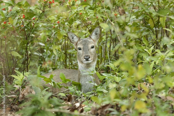 Obraz 쉬고 있는 암컷 노루