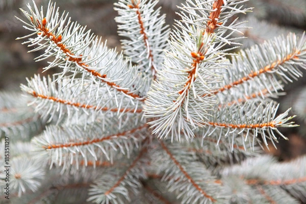 Obraz Fir tree branch with needles, close up. Winter background.