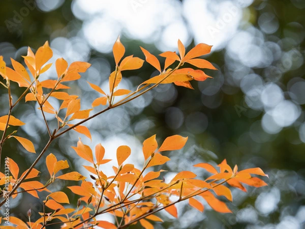 Obraz 灯台躑躅の紅葉