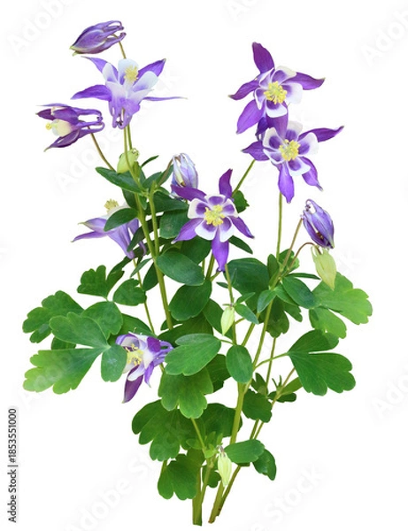 Obraz アクイレギア　4月撮影