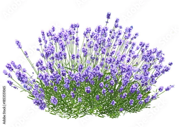 Obraz イングリッシュラベンダー　5月撮影