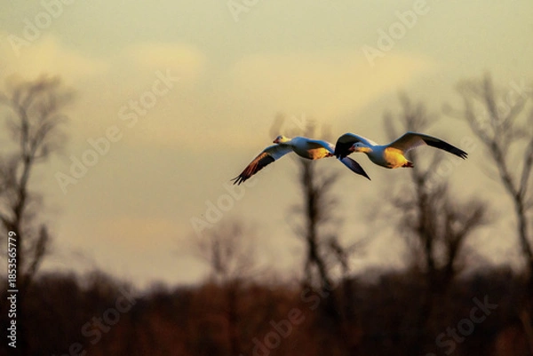 Obraz Snow Geese in flight