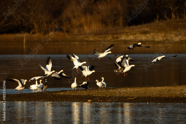 Obraz Snow Geese in flight