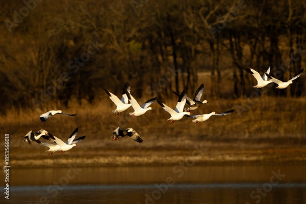 Obraz Snow Geese take off