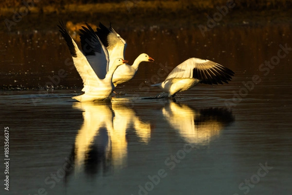 Obraz Snow Geese take off