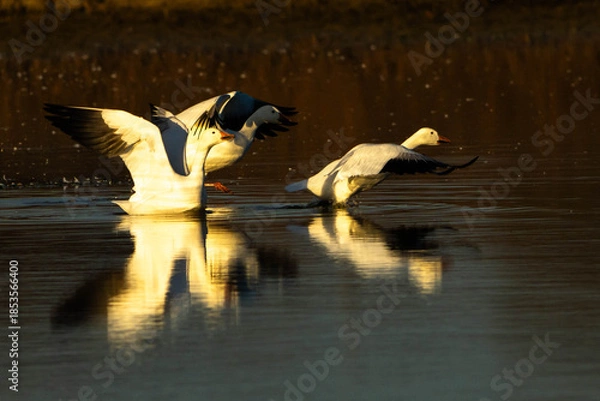 Obraz Snow Geese take off
