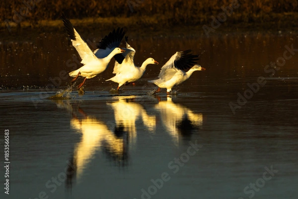 Obraz Snow Geese take off