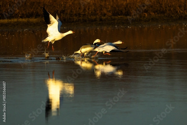 Obraz Snow Geese take off