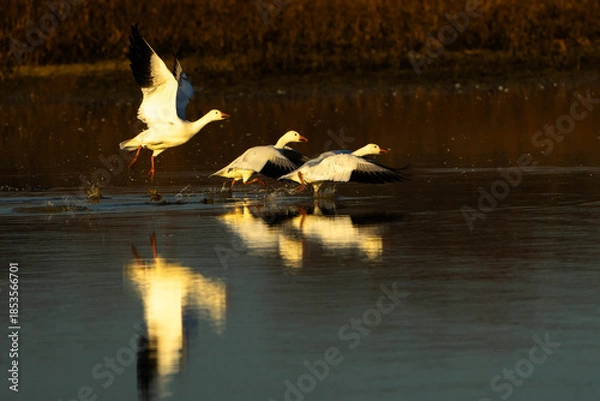 Obraz Snow Geese take off