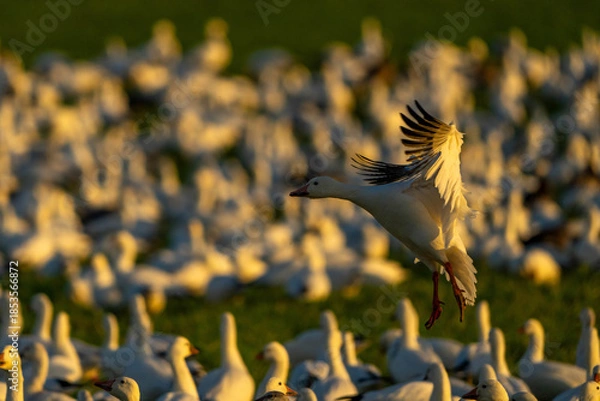 Obraz Snow Geese in flight